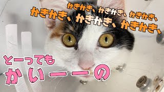 可愛くて爆笑www【痒いところに手が届かない猫】手術後カラーの上から掻き続けても、なぜか痒いところに手が届かない猫さま！😻やっぱ、くくるんは、かぁいーー [upl. by Ahsain]