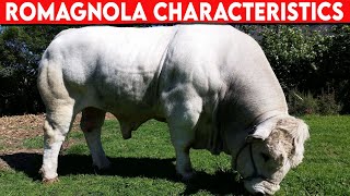 ⭕ Cattle Breeds ROMAGNOLA Characteristics ✅ Cattle ROMAGNOLA  Bulls ROMAGNOLA [upl. by Gweneth]