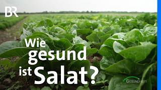 Antioxidantien im Kopfsalat Chicorée amp Co Wie gesund sind Blattsalate wirklich  BR [upl. by Kaspar420]