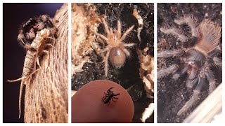 Meet my Pet Jumping Spiders and Tarantulas  Spider Care Update 1 [upl. by Enelaehs]