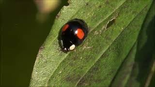 Dvopikčasta polonica  Adalia bipunctata Linnaeus 1758 [upl. by Junius]