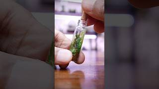 Making a Tiny Moss Terrarium [upl. by Paucker77]