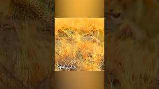 Леопард зашёл на территорию львов animals [upl. by Dione603]