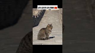 ¿Cuantos gatos hay en China 🇨🇳 [upl. by Marcus]