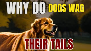 Why Do Dogs Wag Their Tails Find Out Here  The Canine Kingdom🐾🦴🐶 DogBehavior TailWagging [upl. by Kcirtapnhoj949]