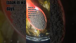 Banana peel and tea leaves soak in water for 3 days for flowering plantsplants videosplants [upl. by Airla]