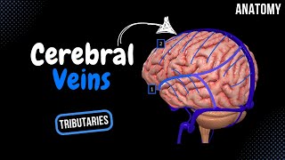 Cerebral Veins Deep amp Superficial  Diploic and Emissary Veins  Anatomy [upl. by Yslehc]