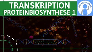 Transkription  Proteinbiosynthese 1  Ziel Ablauf amp Phasen einfach erklärt  Genetik Bio Abitur [upl. by Arrek]