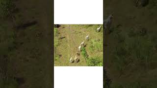 Mustering cattle Helicopter mustering Mattwright fyp learningtodog sidehustle foryou r22 [upl. by Nahpets]