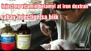 inject ng vitamin belamyl at iron dextranB12Tylosin sabay injection sa biik [upl. by Yrgoerg899]