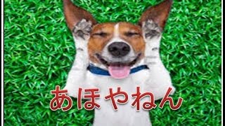 IQの低い犬だけどバカな子ほどかわいいランキング１０ [upl. by Aremahs]