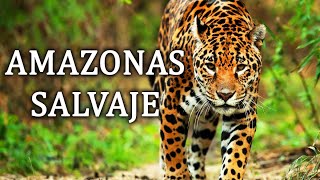 Amazonas Salvaje  La Cuna De La Vida Documental 2020 [upl. by Carlynne]