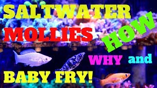 SALTWATER MOLLIES HOW WHY AND BABY FRY HOW TO ACCLIMATE FRESHWATER MOLLIES TO SALTWATER [upl. by Blanka]