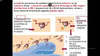 Cytologieبالعربية  5 Système endomembranaire  Part 2 Réticulum endoplasmique Granuleux REG [upl. by Melamed]