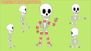 Articulaciones para niños Video con nombres y movimientos de articulaciones PequesAprendenJugando [upl. by Ariec]