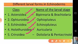 Echinoderm Larvae and their Significance [upl. by Eirrahs]