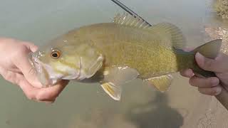 Creek hoppin an dookie droppin  Fly Fishing [upl. by Luther]