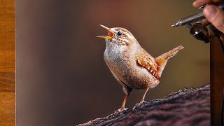 How to draw a tiny bird  Time Lapse Long Version [upl. by Ellerol]