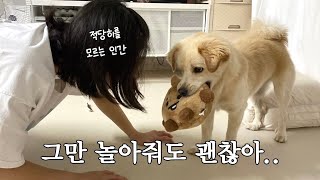 Vlog 인간 없이 혼자 놀고 싶다…  동네 뒷산에 전용 풀장이 있는 1살 강아지 일상 브이로그 [upl. by Eyt849]