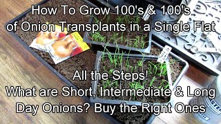 All the Steps for Growing 100s of Onion Transplants in a Single Flat amp What are Onion Growing Zones [upl. by Ogdon]