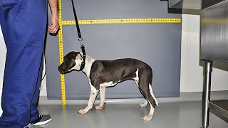 A Cop Adopted An Injured Pup Who Was Chained In A Building And The Look In Her Eyes [upl. by Tavey]