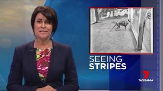 Seeing Stripes Tasmanian Tiger sightings  News Report [upl. by Diamond]