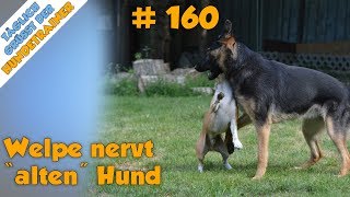 TGH 160  neuer Welpe nervt quotaltenquot Hund  was tun  Hundeschule Stadtfelle [upl. by Luy]