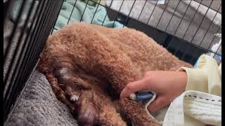 Cockapoo dog giving birth to 5 beautiful puppies❤️🤩 [upl. by Alikahs]