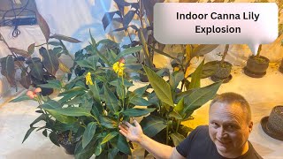 How to Care for Indoor Canna Lily [upl. by Karolyn365]