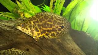 Ctenopoma acutirostre Leopard bushfish [upl. by Adnuhsat]