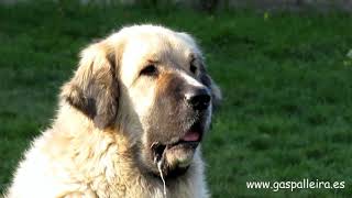 PYRENEAN MASTIFF From Espana Gaspalleira Mastin Del Pirineo [upl. by Eak757]