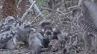 CALLS FOOD MOMNORTHEN GOSHAWKSCOTLAND♥️20220628 [upl. by Arikat]