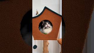 Our Cat Got A New Cat Tree His Reaction [upl. by Eila318]