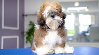 5 MONTH OLD SHIHTZU PUPPY FIRST GROOMING ✂️❤️🐶 [upl. by Kreitman]