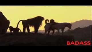 Honey Badger Narrates Saudi Arabias Crazyass Baboons amp Precious Feral Pups [upl. by Gastineau]