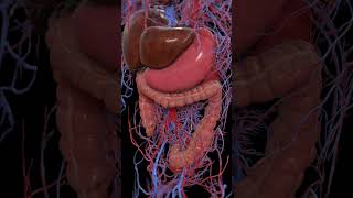 Peristalsis of the large intestine 3dmodel anatomy meded [upl. by Wilhide60]