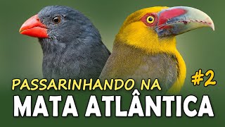 AVES da MATA ATLÂNTICA 2  PASSARINHANDO em uma trilha na floresta de Santa Catarina [upl. by Mathew398]