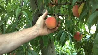 Harvesting Peaches [upl. by Fransen]