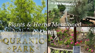 Quranic Park in Duabi  All Trees 🌴 amp Plants 🌱 Mentioned in Quran  Inside View of Quranic Park [upl. by Emerick801]