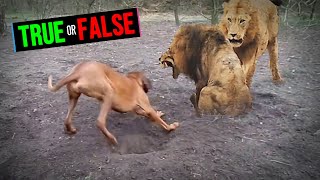 Rhodesian Ridgeback Can Lure Out Lions From Caves shorts [upl. by Ettenuahs139]