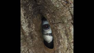 Smart Hornbill Nest 😱 [upl. by Nire]