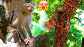 Oh wow So cute baby monkey Marian is making a cute face and comes down from the tree alone [upl. by Janice]