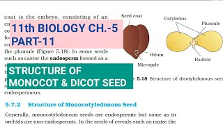 Class 11 BiologyCh5 Part11Structure of Monocot amp Dicot seedStudy with Farru [upl. by Norty]