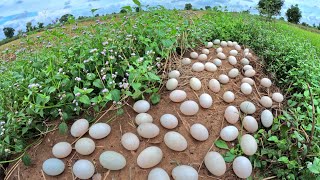 Best video Farmers pick a lot of duck eggs under grass near road by hand [upl. by Middleton]