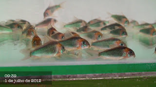 Corydoras Eques  july 01  2012 [upl. by Neibart54]