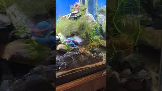 update on some baby Mollys aquarium mollie fishtank substrate fish aquascape [upl. by Yvan]