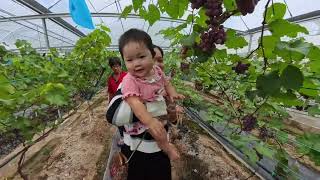 Grape Farm Miri 美里 葡萄园 Taman Angur Miri  HiTech Fig Nursery [upl. by Brandy]