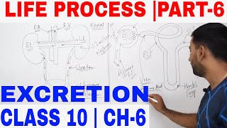 LIFE PROCESS EXCRETION PART 6 [upl. by Vary479]