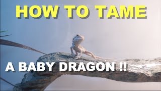 How To Tame A Baby Bearded Dragon  Tips And Tricks [upl. by Revned]