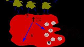 Histamine and Antagonist [upl. by Valentijn]